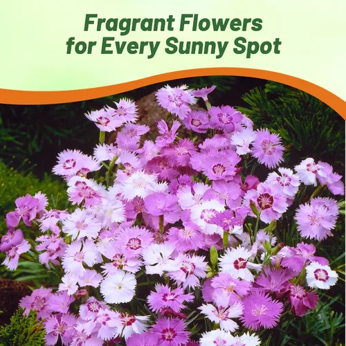 Miniatura 5 de Outsidepride Sweetness Semillas de Dianthus para plantar, 50 piezas de semillas de flores perennes fáciles de cultivar y resistentes con flores