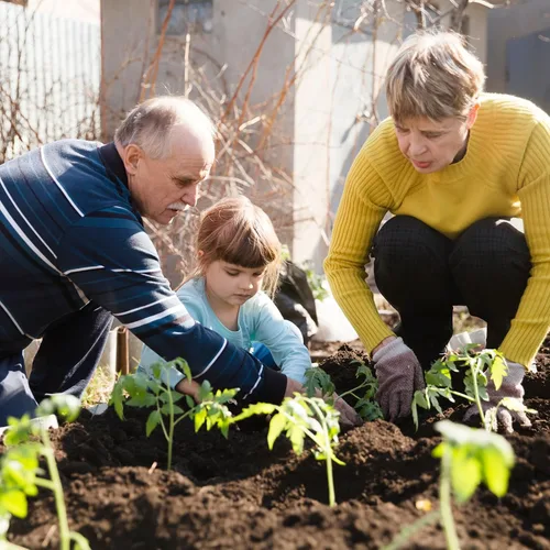 Miniatura 9 de Más de 1,500 semillas de tomate, semillas de vegetales autóctonas para plantar en interiores y exteriores, kit de jardín hidropónico de 10