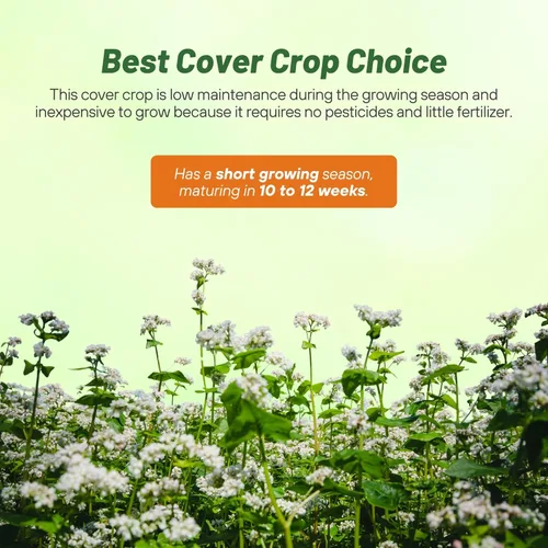 Miniatura 3 de Outsidepride Semillas de trigo sarraceno – Semillas anuales de 1 libra, de crecimiento rápido, fáciles de cultivar, semillas de cultivo de cobertura