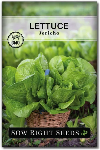 Sow Right Seeds - Semillas de lechuga Jericho para plantar - Paquete de reliquia sin OMG con instrucciones para plantar un huerto doméstico - Al