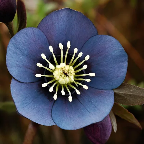 Miniatura 2 de Perennial Farm Marketplace Helleborus x Winter Jewels "Flor de Cerezo" (Rosa Cuaresmal) Perenne, 1 Quart, Flores Rojas