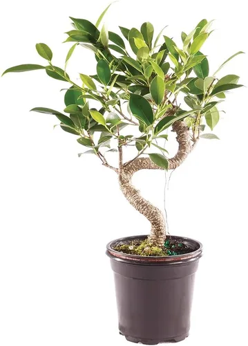 Miniatura 18 de Brussel's Bonsai - Árbol bonsái para interiores, M