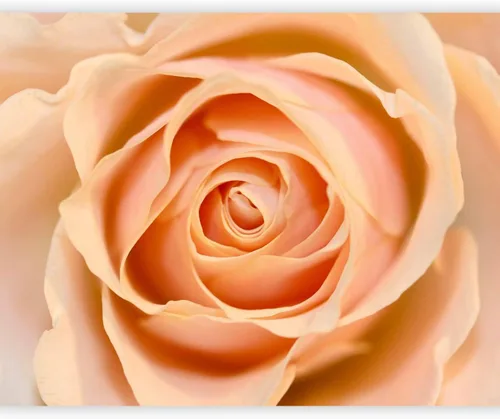 Miniatura 12 de artgeist Mural de pared Rosa de 157 x 122 pulgadas - Papel tapiz no tejido XXL, decoración de pared de forro polar, impresión fotográfica, diseño