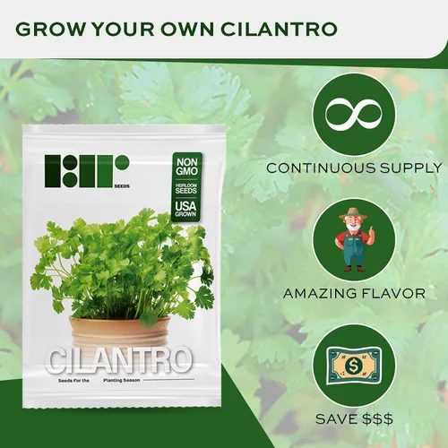 Miniatura 2 de Más de 500 semillas de cilantro para plantar - Semillas de hierbas autóctonas sin OMG cultivadas en EE. UU. en embalaje protector premium - También