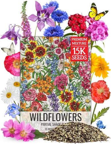 Miniatura 15 de Seed Needs Mezcla de semillas de girasol para plantar Sunset Blend 7 variedades Más de 1000 semillas Helianthus Annuus Heirloom Semillas de flores