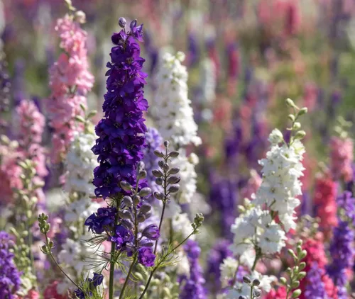 Miniatura 2 de Delphinium Giant Imperial Larkspur 300 Seeds (Delphinium consolida) reliquia - Polinizado abierto