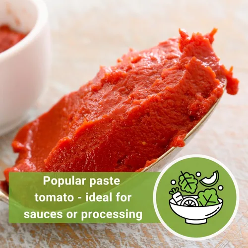 Miniatura 6 de Sow Right Seeds - Semillas de tomate Amish Paste para plantar - Herencia sin OMG para jardín exterior/interior - Tomates de alto rendimiento - Ideal