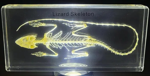 Miniatura 12 de 5.5" Murciélago real con alas abiertas en resina de lucite transparente, especímenes de artesanía, pisapapeles preservado, colección de taxidermia