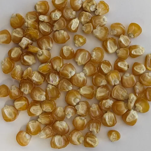 Miniatura 2 de PAPAW'S GARDEN SUPPLY LLC. ¡Ayudando a la próxima generación a crecer! Golden Bantam - Semillas de maíz dulce de 12 filas sin tratar, polinizadas