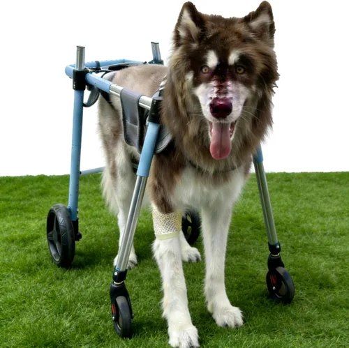 Silla de ruedas para perro cuádruple de apoyo completo, caminador de movilidad para mascotas con ruedas de doble rodamiento, fácil de poner y