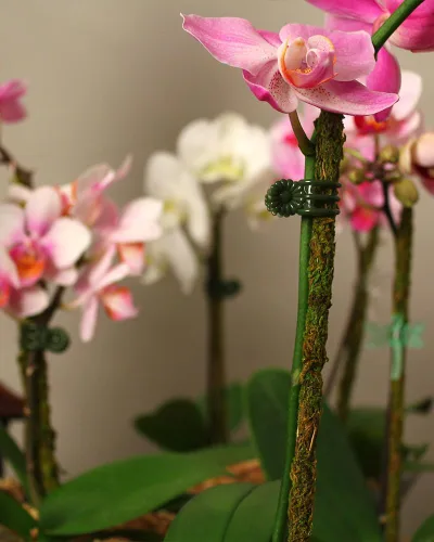 Miniatura 4 de SuperMoss (90541) Clips de orquídea margarita, verde, pequeño (30 unidades)