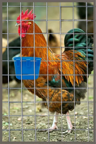 Miniatura 4 de Paquete de 10 jaulas para pájaros, comederos de semillas, plato de riego para alimentación de pollo, plato de riego para conejo, agua, alimentos