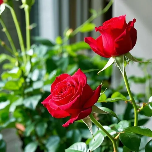 Miniatura 2 de Más de 299 semillas de flores de rosas, regalo romántico para amantes y jardineros, flores fragantes y coloridas para cualquier ocasión