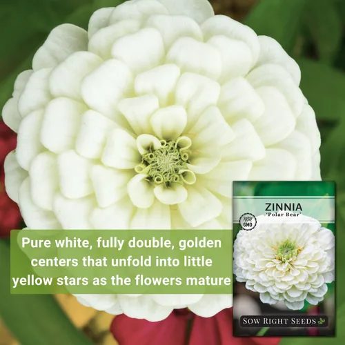 Miniatura 3 de Sow Right Seeds - Semillas de flores de oso polar Zinnia para plantar - Hermosas flores para plantar en el jardín de tu casa - Paquete de reliquia