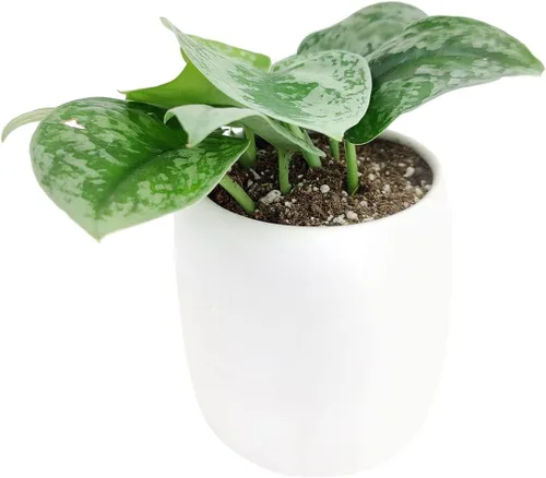 Miniatura 6 de Silver Splash Pothos - Scindapsus Pictus 'Exotica' (maceta cultivadora de 4 pulgadas) – Planta de interior fácil de cultivar – Planta
