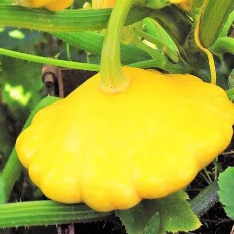 Miniatura 3 de 25 semillas de calabaza de verano de vieira amarilla para plantar. Sin OMG y reliquia. 0.09 oz de semillas. Supervivencia de vegetales de jardín