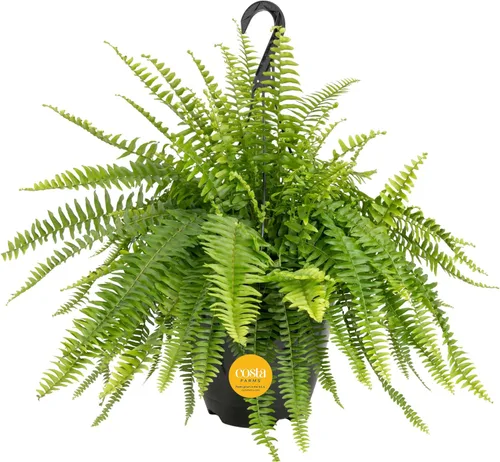 Miniatura 13 de Costa Farms Helecho Kimberly Queen, planta viva de interior, en maceta, de 2 a 3 pies de alto Helecho Reina Kimberly