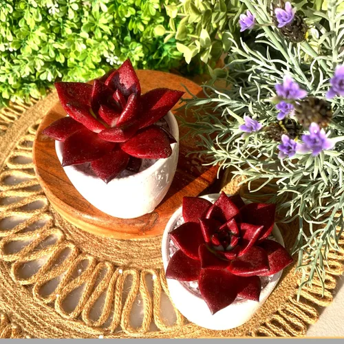 Miniatura 9 de Plantas suculentas vivas Echeveria Agavoides v Romeo Rubin de 3 pulgadas, suculentas rojas raras raíz desnuda sin tierra de maceta, plantas vivas