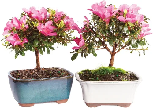 Brussel's Bonsai Live Satsuki Azalea Bonsai, árbol de flores vivas, para exteriores, pequeño, 5 años de edad, 5 a 8 pulgadas de alto, paquete de 2
