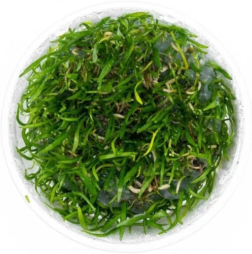 Miniatura 29 de Planta viva SubstrateSource - Hierba enana Eleocharis Belem cultivada en tejidos acuáticos para acuario - 100% libre de caracoles en copa in vitro