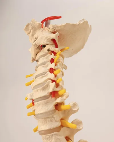 Miniatura 5 de Axis Scientific - Columna vertebral flexible de tamaño natural con pelvis masculina, nervios y arterias espinales, incluye soporte de metal