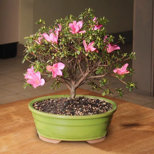 Miniatura 4 de Brussel's Bonsai Live Satsuki Azalea - Árbol bonsái floreciente - Grande, 8 años de edad, 10 a 14 pulgadas - Maceta de cerámica para bonsái
