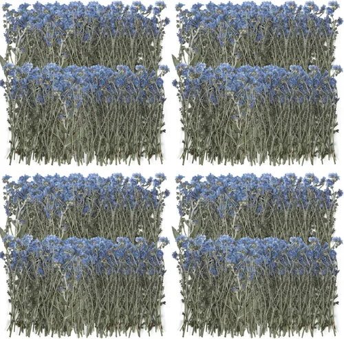 Miniatura 9 de 50 piezas de flores secas naturales Forget Me Not Pressed Blue Don't Forget Me Dry Flower Real para joyería de resina, fabricación de tarjetas