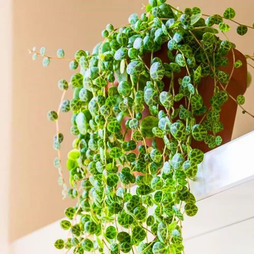 Miniatura 3 de String of Pearls Plant Live, suculenta enredadera de arrastre, planta de interior viva en maceta