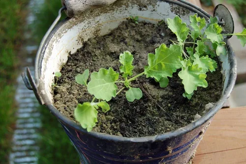Miniatura 4 de Kale, Premier Seeds, sin OMG, 100 semillas por paquete. Alto rendimiento Nombre del producto