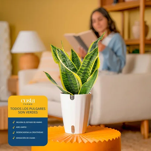 Miniatura 5 de Costa Farms - Planta de la serpiente viva de interior fácil de cultivar en maceta decorativa, elección del cultivador, regalo de inauguración