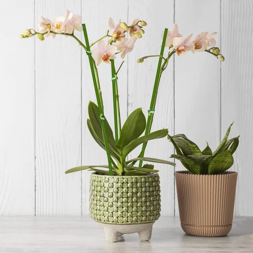 Miniatura 5 de 20 estacas para plantas, palitos para plantas, verde jardín flexible de un solo tallo para plantas de interior y exterior, plantas en maceta, Marrón
