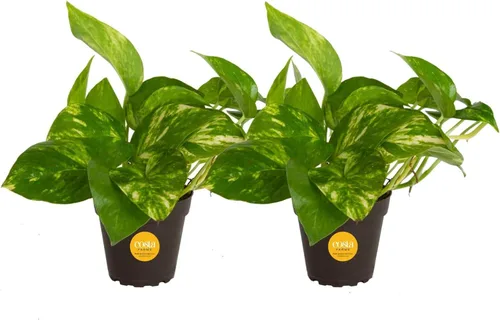 Miniatura 18 de Costa Farms - Planta de Potos