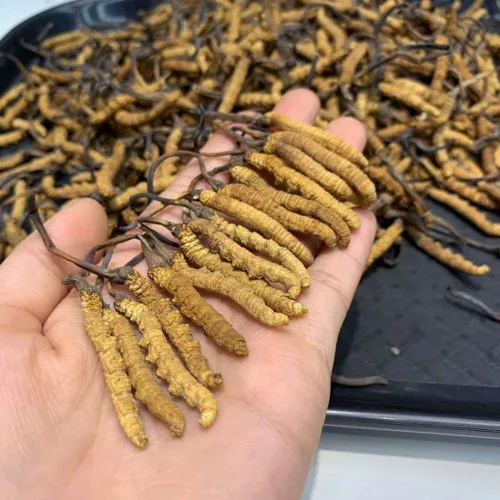 Miniatura 5 de 0.35 oz Cordyceps Sinensis del Himalaya salvaje hongo oruga china Dong Chong Xia Cao Cordyceps Sinensis Wild Cordyceps.