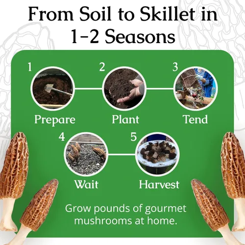Miniatura 5 de Hábitat para cultivo de morillas, juego de cultivo de setas para el patio Compatible with Any Soil Type Across the U.S., Outdoor Garden & Backyard