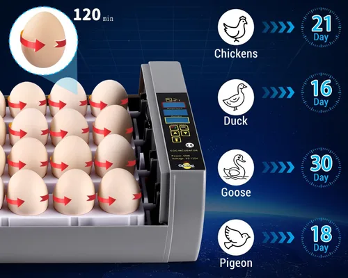 Miniatura 5 de Gpeng Incubadora de huevos, incubadora de 24 huevos con pantalla digital, giro automático de huevos, control automático de temperatura, para incubar