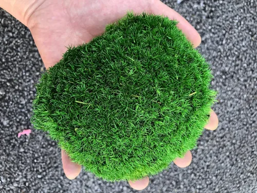 Miniatura 9 de Cojín Almohada Bollo de Musgo de Poste Preservado Verde Natural Decorativo Real Natural Kit de Bricolaje Arte de Jardinería Decoración de Pared