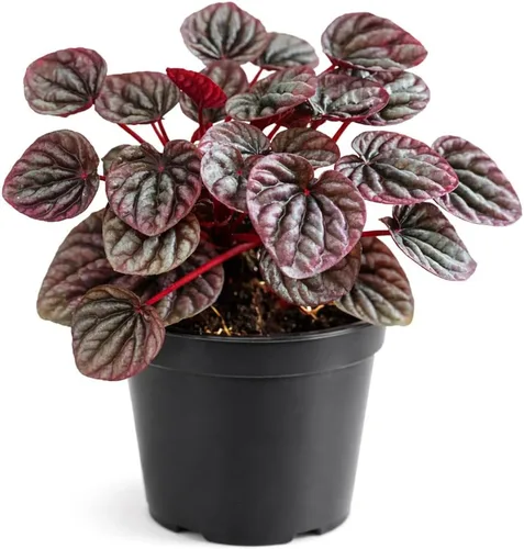 Miniatura 29 de Árbol de dinero trenzado de tocón de Pachira (4 pulgadas), plantas de interior de la suerte, plantas de interior decorativas únicas de 4/6 pulgadas