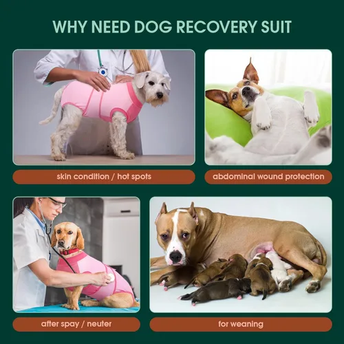 Miniatura 2 de Kuoser Traje de recuperación para perros, traje suave de esterilización para perros para recuperación de cirugía femenina, traje de recuperación
