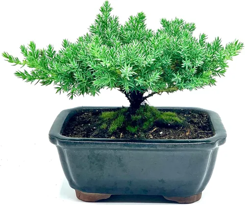 Miniatura 2 de Árbol bonsái enano vivo de enebro Interior/exterior 100% hecho a mano Decoración para el hogar y la oficina El mejor regalo para vacaciones