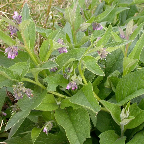 Miniatura 8 de Consuelda (Symphytum officinale) - Cultiva ahora o almacena para futuras plantaciones - Cápsula de 10 semillas
