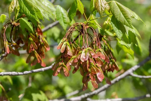 Miniatura 6 de Arce Rojo del Norte Semillas Premium Acer rubrum 'Fall' Plants'® (Premium Seeds, 50)