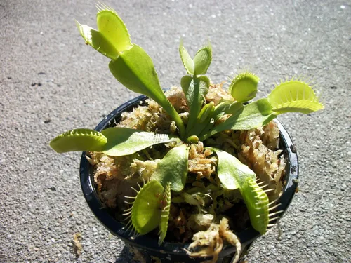 Trampa para moscas Venus de tamaño adulto (trampa para moscas) planta carnívora (Dionaea Muscipula) maceta de 3 pulgadas