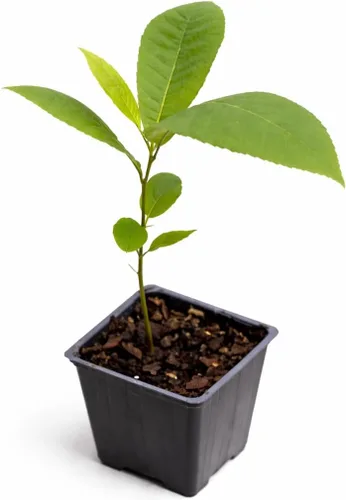 Árbol de nuez - Planta viva de 6 a 12 pulgadas de alto | Plántula de nuez pecana resistente - Carya illinoinensis