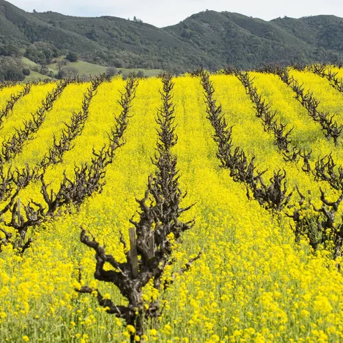 Semillas de cultivo de cobertura de mostaza para plantar - 1 libra ~ 200,000 semillas - Mezcla de cultivos de cobertura favorita del agricultor -