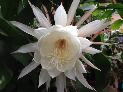 Dos esquejes de cactus orquídea reina de la noche Epiphyllum Oxypetalum (blanco) esquejes+regalo Pequeño Rosy Swirl Corte