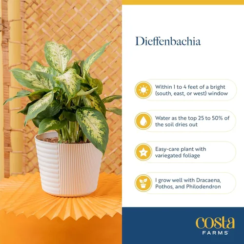 Miniatura 6 de Costa Farms Dieffenbachia, planta viva de galatea en maceta decorativa, fácil de mantener, planta de interior perfecta para el hogar, habitación u