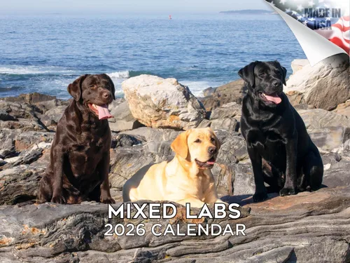 Miniatura 225 de Calendario 2025 2026 de cachorros Cocker Spaniel - Calendario mensual de pared de raza de perro - 12" x 24" abierto - Papel grueso sin sangrado