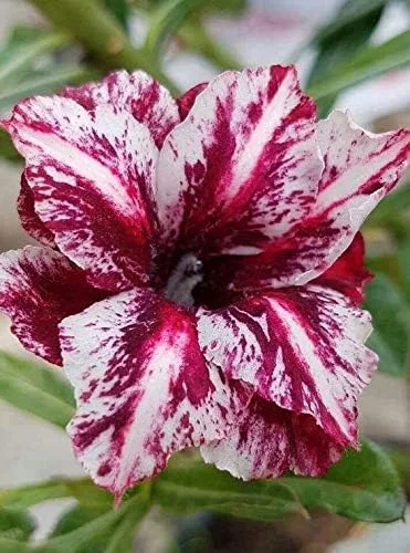 8 semillas de rosas del desierto blancas y moradas Adenium Obesum Exóticas Flores de Semillas de Flores Tropicales Florecer