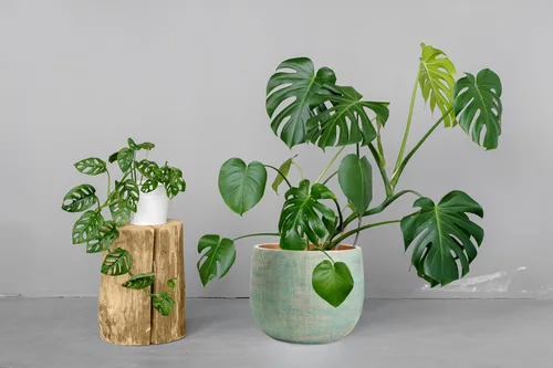 Miniatura 5 de Olly & Rose Bali - Maceta de cemento de cerámica de 10 pulgadas, macetas para interiores y exteriores, jardín y maceta Dorado verde azulado