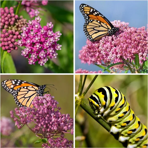 Miniatura 2 de Seed Needs Pink Swamp Semillas de algodoncillo para plantar, reliquia y sin tratar, cultiva un jardín de mariposas para atraer mariposas monarca